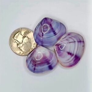 🌊💜 3 Polished Purple Clam Shells sized approx 1” or less 💜🌊